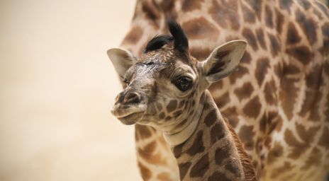 Two giraffes standing close together at the Toronto Zoo