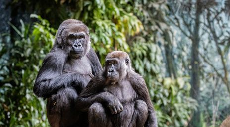 Two gorillas sitting next to each other at the Toronto Zoo