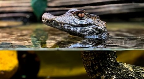 Caimon’s head peeking out the water